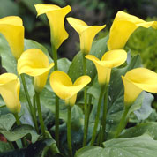 Cala 'Jaune'